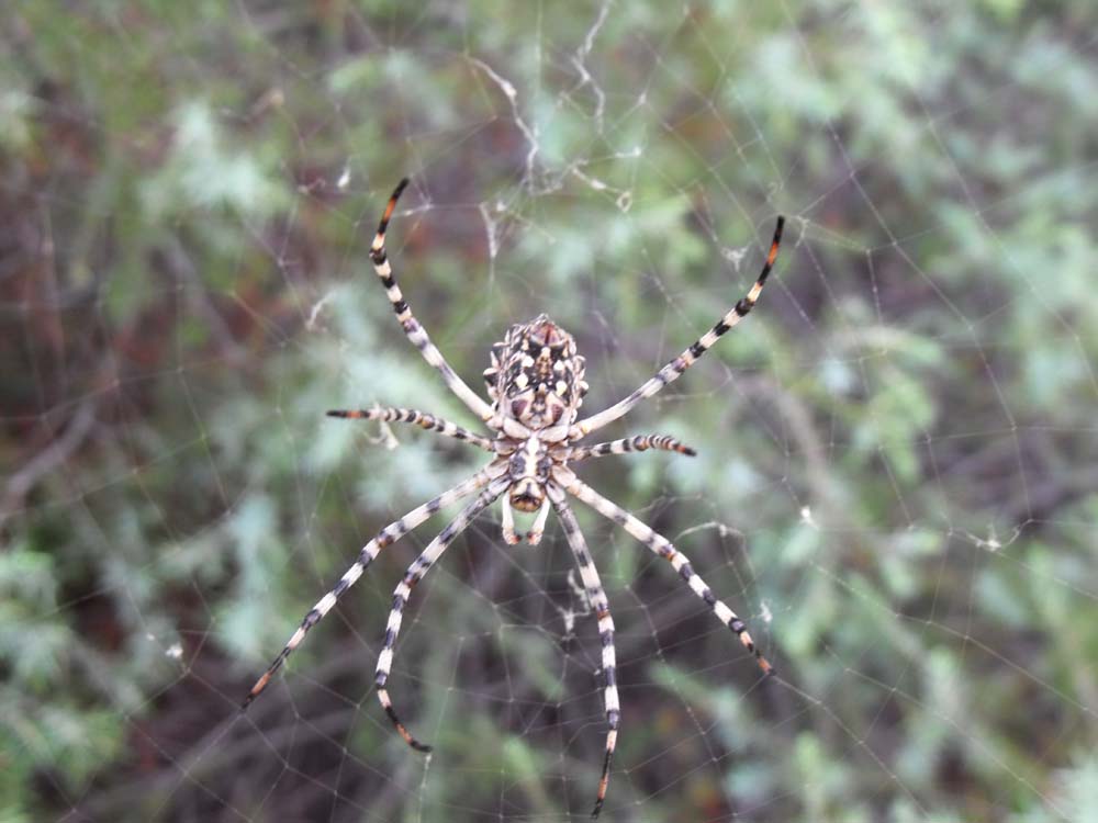 Argiope lobata